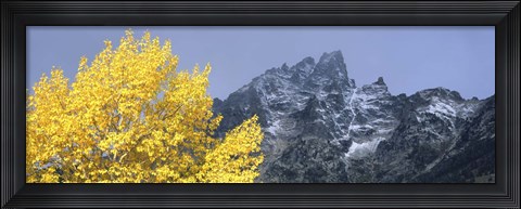 Framed Aspen tree with mountains in background, Mt Teewinot, Grand Teton National Park, Wyoming, USA Print