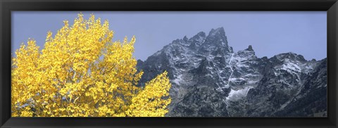 Framed Aspen tree with mountains in background, Mt Teewinot, Grand Teton National Park, Wyoming, USA Print