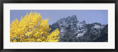 Framed Aspen tree with mountains in background, Mt Teewinot, Grand Teton National Park, Wyoming, USA Print