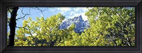 Framed Aspen trees in a forest with mountains in the background, Mt Teewinot, Grand Teton National Park, Wyoming, USA Print