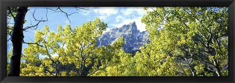 Framed Aspen trees in a forest with mountains in the background, Mt Teewinot, Grand Teton National Park, Wyoming, USA Print