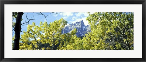 Framed Aspen trees in a forest with mountains in the background, Mt Teewinot, Grand Teton National Park, Wyoming, USA Print