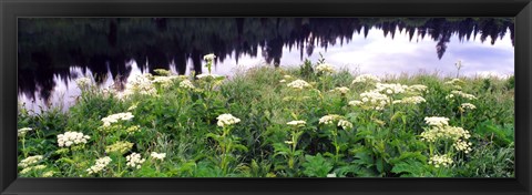 Framed Cow Parsnip (Heracleum maximum) flowers near a pond, Moose Pond, Grand Teton National Park, Wyoming, USA Print