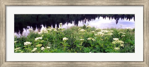 Framed Cow Parsnip (Heracleum maximum) flowers near a pond, Moose Pond, Grand Teton National Park, Wyoming, USA Print