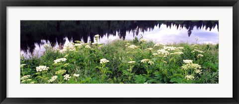 Framed Cow Parsnip (Heracleum maximum) flowers near a pond, Moose Pond, Grand Teton National Park, Wyoming, USA Print