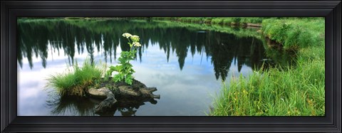 Framed Cow Parsnip (Heracleum maximum) flowers in a pond, Moose Pond, Grand Teton National Park, Wyoming, USA Print