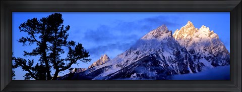 Framed Silhouette of a Limber Pine in front of mountains, Cathedral Group, Teton Range, Grand Teton National Park, Wyoming, USA Print