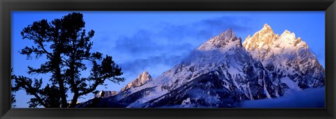 Framed Silhouette of a Limber Pine in front of mountains, Cathedral Group, Teton Range, Grand Teton National Park, Wyoming, USA Print