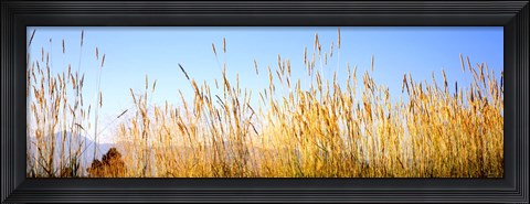 Framed Tall grass in a national park, Grand Teton National Park, Wyoming, USA Print