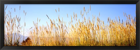 Framed Tall grass in a national park, Grand Teton National Park, Wyoming, USA Print