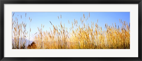 Framed Tall grass in a national park, Grand Teton National Park, Wyoming, USA Print