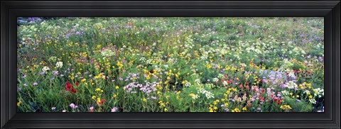 Framed High angle view of wildflowers in a national park, Grand Teton National Park, Wyoming, USA Print