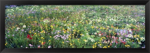 Framed High angle view of wildflowers in a national park, Grand Teton National Park, Wyoming, USA Print