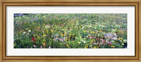 Framed High angle view of wildflowers in a national park, Grand Teton National Park, Wyoming, USA Print