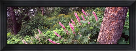 Framed Hollyhock (Alcea rosea) flowers in a national park, Grand Teton National Park, Wyoming, USA Print