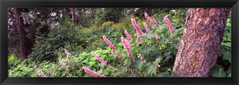 Framed Hollyhock (Alcea rosea) flowers in a national park, Grand Teton National Park, Wyoming, USA Print