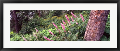 Framed Hollyhock (Alcea rosea) flowers in a national park, Grand Teton National Park, Wyoming, USA Print