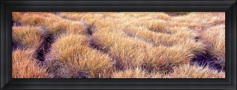 Framed Dry grass in a national park, South Fork Cascade Canyon, Grand Teton National Park, Wyoming, USA Print