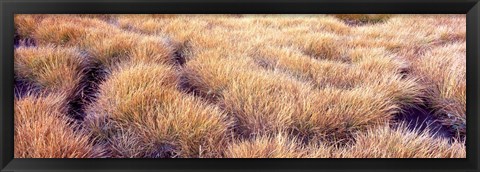 Framed Dry grass in a national park, South Fork Cascade Canyon, Grand Teton National Park, Wyoming, USA Print