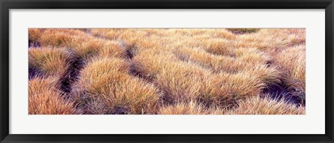 Framed Dry grass in a national park, South Fork Cascade Canyon, Grand Teton National Park, Wyoming, USA Print