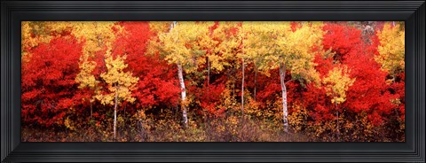 Framed Aspen and Black Hawthorn trees in a forest, Grand Teton National Park, Wyoming Print