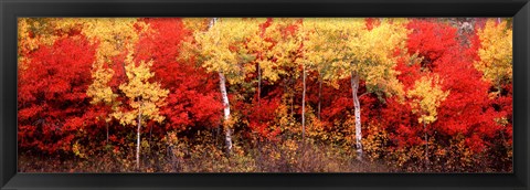 Framed Aspen and Black Hawthorn trees in a forest, Grand Teton National Park, Wyoming Print