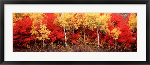 Framed Aspen and Black Hawthorn trees in a forest, Grand Teton National Park, Wyoming Print