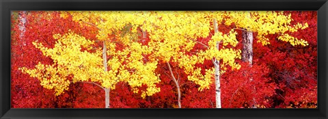 Framed Autumn in a forest, Grand Teton National Park, Wyoming Print