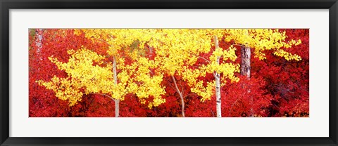 Framed Autumn in a forest, Grand Teton National Park, Wyoming Print