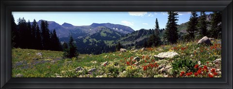 Framed Wildflowers in a field, Rendezvous Mountain, Teton Range, Grand Teton National Park, Wyoming, USA Print