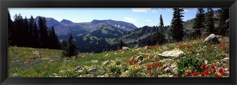 Framed Wildflowers in a field, Rendezvous Mountain, Teton Range, Grand Teton National Park, Wyoming, USA Print