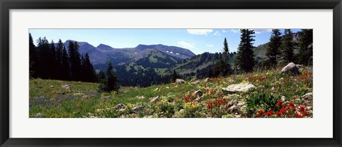 Framed Wildflowers in a field, Rendezvous Mountain, Teton Range, Grand Teton National Park, Wyoming, USA Print