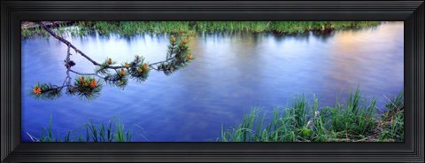 Framed Lodgepole Pine (Pinus contorta) branch near a river, Cottonwood Creek, Grand Teton National Park, Wyoming, USA Print