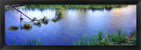 Framed Lodgepole Pine (Pinus contorta) branch near a river, Cottonwood Creek, Grand Teton National Park, Wyoming, USA Print