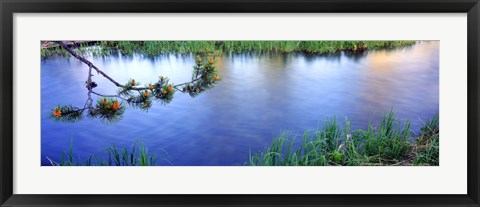 Framed Lodgepole Pine (Pinus contorta) branch near a river, Cottonwood Creek, Grand Teton National Park, Wyoming, USA Print
