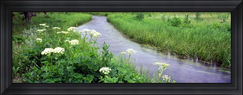 Framed Cow Parsnip (Heracleum maximum) flowers near a stream, Cottonwood Creek, Grand Teton National Park, Wyoming, USA Print