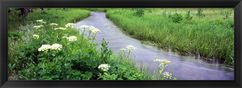 Framed Cow Parsnip (Heracleum maximum) flowers near a stream, Cottonwood Creek, Grand Teton National Park, Wyoming, USA Print