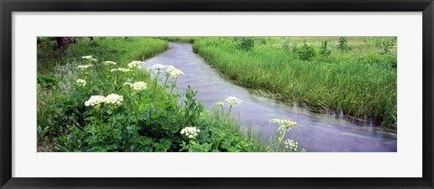 Framed Cow Parsnip (Heracleum maximum) flowers near a stream, Cottonwood Creek, Grand Teton National Park, Wyoming, USA Print