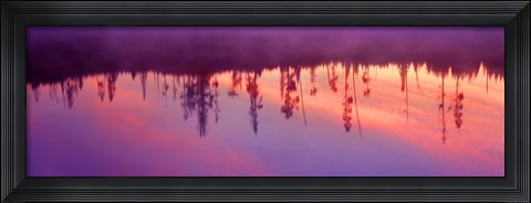 Framed Reflection of plants in a lake at sunrise, Taggart Lake, Grand Teton National Park, Wyoming, USA Print