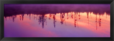 Framed Reflection of plants in a lake at sunrise, Taggart Lake, Grand Teton National Park, Wyoming, USA Print