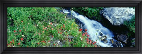 Framed Wildflowers near a stream, Grand Teton National Park, Wyoming, USA Print