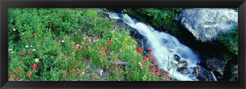 Framed Wildflowers near a stream, Grand Teton National Park, Wyoming, USA Print