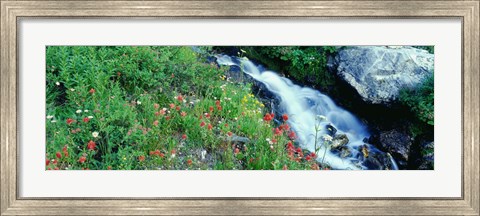 Framed Wildflowers near a stream, Grand Teton National Park, Wyoming, USA Print
