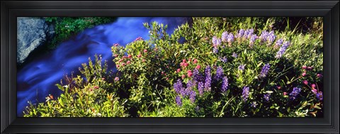 Framed High angle view of Lupine and Spirea flowers near a stream, Grand Teton National Park, Wyoming, USA Print
