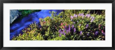 Framed High angle view of Lupine and Spirea flowers near a stream, Grand Teton National Park, Wyoming, USA Print