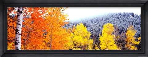 Framed Aspen trees in a forest, Blacktail Butte, Grand Teton National Park, Wyoming, USA Print