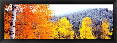 Framed Aspen trees in a forest, Blacktail Butte, Grand Teton National Park, Wyoming, USA Print