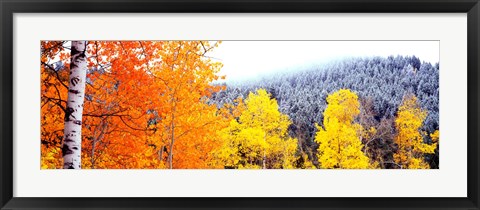 Framed Aspen trees in a forest, Blacktail Butte, Grand Teton National Park, Wyoming, USA Print