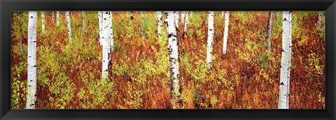 Framed Aspen trees in a forest, Shadow Mountain, Grand Teton National Park, Wyoming, USA Print