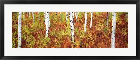 Framed Aspen trees in a forest, Shadow Mountain, Grand Teton National Park, Wyoming, USA Print